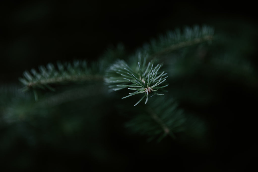 Image showing nordic nature close up